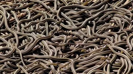 Şerpii au invadat un oraş din România. Ce spune primarul şi ce trebuie să ştie cei muşcaţi de reptile VIDEO