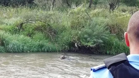 Imagini dramatice cu ultimele clipe de viaţă ale unui urs, surprinse la Băile Tuşnad VIDEO