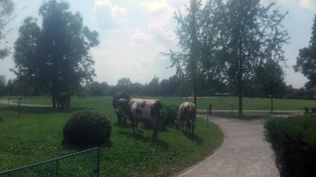 Batjocură fără margini la Coloana Infinitului, în anul centenarului. Vacile pasc liniştite lângă opera lui Brâncuşi