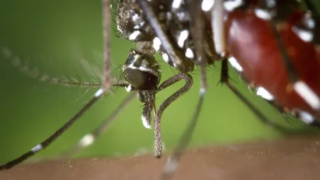 Încă o persoană a murit din cauza infectării cu virusul West Nile