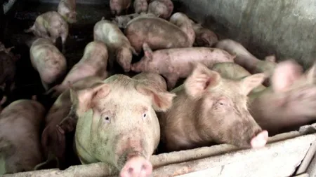Focar de pestă porcină africană, confirmat în municipiului Galaţi
