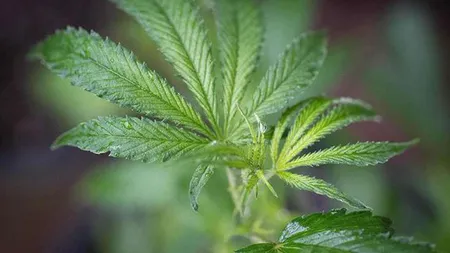 Decizie istorică a Curţii Constituţionale. Populaţia are voie să crească şi cultive marijuana acasă. Unde se întâmplă asta