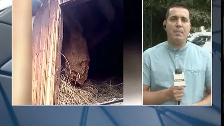 Panică într-o familie din Gorj: au descoperit un cuib de viespi uriaş în gospodărie