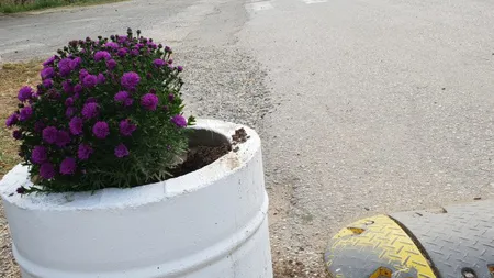 Hoţi de flori căutaţi de 