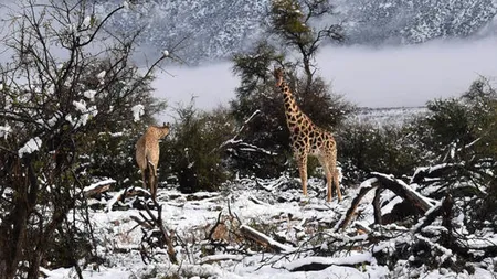 Ninge în Africa. Elefanţii, girafele şi antilopele înfruntă temperaturile scăzute GALERIE FOTO