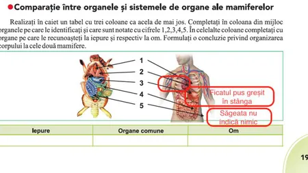 Manualul de biologie de clasa a VI-a, plin de greşeli: Inima şi ficatul sunt poziţionate greşit, mucegaiul este confundat cu paraziţii