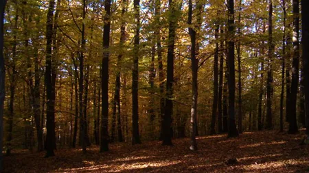 Descoperire şocantă într-o pădure din Vrancea. Poliţia este în stare de alertă!