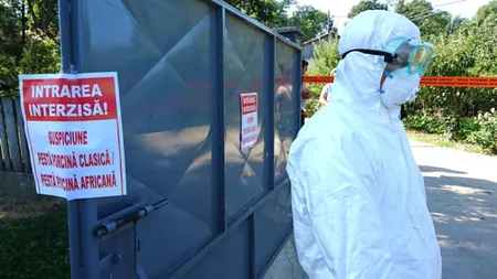 Focar de pestă porcină africană la periferia municipiului Galaţi