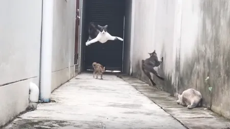 Marea evadare. Cu spatele la zid o pisică scapă spectaculos de atacul altor trei feline VIDEO