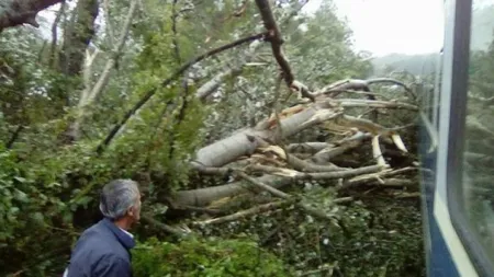 Trenuri blocate în Braşov, din cauza unor copaci prăbuşiţi peste firele de contact UPDATE