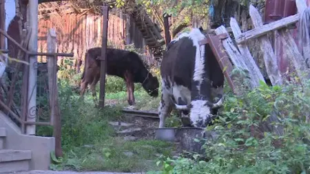 Un bărbat din Dâmboviţa a fost omorât de animalele pe care le ţinea înfometate FOTO