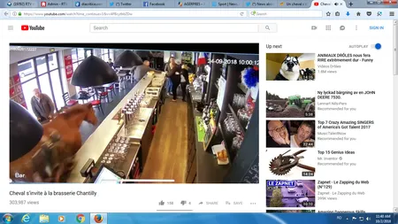 Un cal a stârnit panică într-o cafenea. A intrat în galop în local şi a început să dea violent din picioare VIDEO