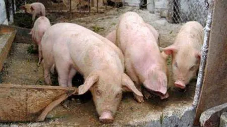 Numărul cazurilor de pestă porcină africană, în creştere. Noi focare, confirmate în Vrancea