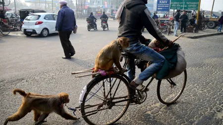 Maimuţele au omorât un om în India. Acesta a fost ucis cu pietre