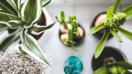 Plante de apartament uşor de întreţinut. Bucură-te de ele fără efort!