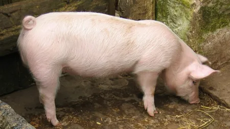 Pesta Porcină Africană, confirmată în judeţul Teleorman