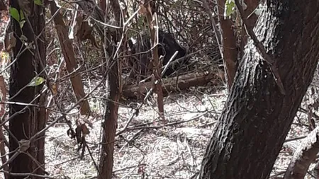 Familie atacată de urs. Animalul a murit după ce a fost lovit cu toporul în cap