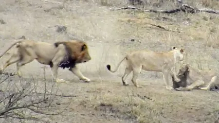Un leu a salvat de la moarte un facocer. Regele animalelor a rămas până la urmă flămând VIDEO