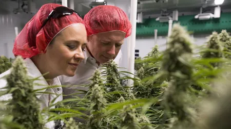 Canada, prima ţară din G-20 care legalizează consumul de canabis, după aproape un secol de prohibiţie