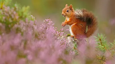 Cele mai spectaculoase poze făcute anul ăsta în sălbăticie. Câştigătorii British Wildlife Photography 2018 FOTO