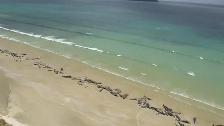 Aproape 150 de balene pilot au eşuat pe o plajă din Noua Zeelandă. Jumătate dintre ele au fost eutanasiate