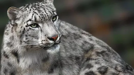 Leopard de zăpadă, animal pe cale de dispariţie, împuşcat mortal la Grădina Zoologică. Vina îi aparţine îngrijitorului