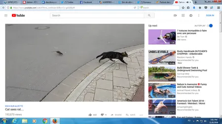 Întâmplare care sfidează logica în lumea animalelor. Un şoarece ameninţă şi pune pe fugă o pisică VIDEO