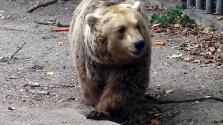 Un urs s-a plimbat nestingherit pe o stradă din Mediaş