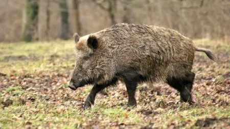 Primul focar de pestă porcină africană în mediul sălbatic, în Buzău