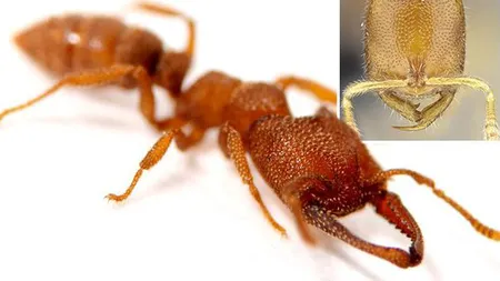 Atenţie la aceste insecte! Se numesc furnicile Dracula şi au cea mai rapidă muşcătură din lume VIDEO