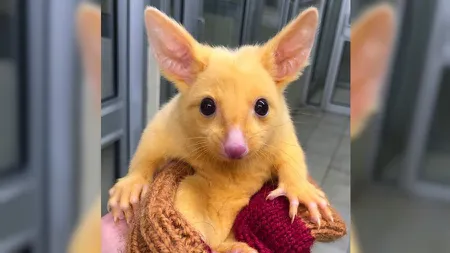 O raritate de opussum galben a devenit vedetă pe internet. Seamănă leit cu personajul animat Pikachu VIDEO
