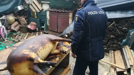 Români din Italia, reţinuţi de poliţie pentru că au tăiat un porc în curtea casei. Ei riscă amendă de 150.000 de euro