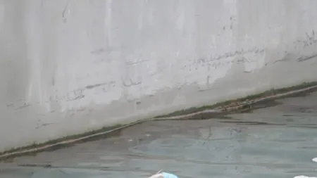 O imagine cu o focă având pe cap o pungă a declanşat o dezbatere online pe tema utilizării plasticului