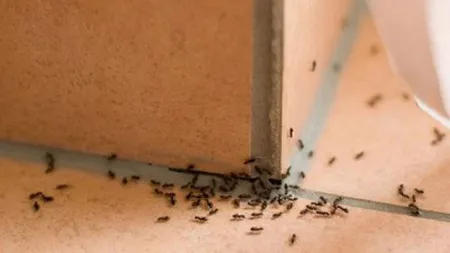 Cum să scapi de furnici. 9 soluţii naturale care dau REZULTATE!