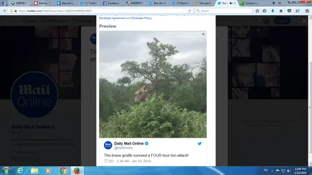 O girafă a supravieţuit atacului a şase lei flămânzi. Imagini spectaculoase din savana africană VIDEO