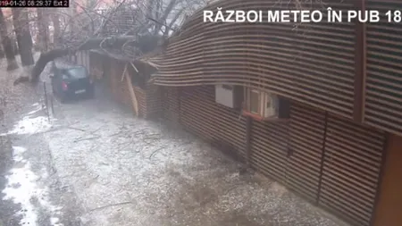 Un copac a căzut peste o cafenea din Bucureşti - VIDEO