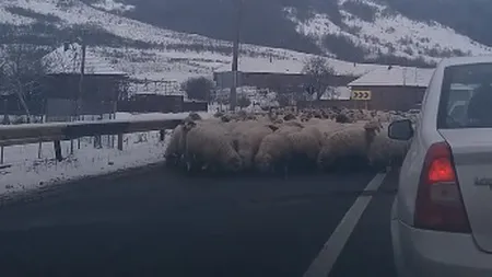 Drum european blocat de o turmă de oi. Animalele s-au oprit pentru a linge sarea aruncată pe asfalt împotriva poleiului VIDEO