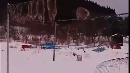 Cum evită maimuţele să meargă prin zăpadă. Clipul cu macacii acrobaţi a devenit viral VIDEO