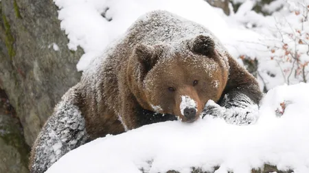 CALENDAR ORTODOX FEBRUARIE 2019. Tradiţii şi superstiţii în luna lui Făurar, cum atragi norocul şi te fereşti de boli