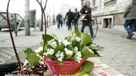 1 MARTIE 2019. De ce este bine să oferi şi ghiocei în această zi