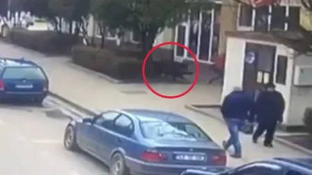 Panică pe o stradă din Sălaj. Trei persoane au fost atacate de un porc mistreţ VIDEO