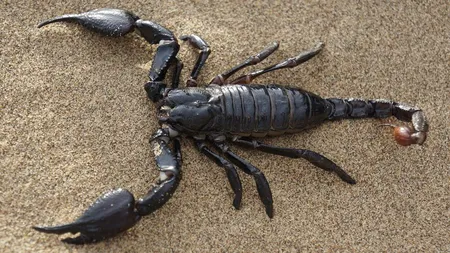 Imagini şocante filmate într-un avion. Un scorpion se plimbă pe deasupra capetelor pasagerilor VIDEO