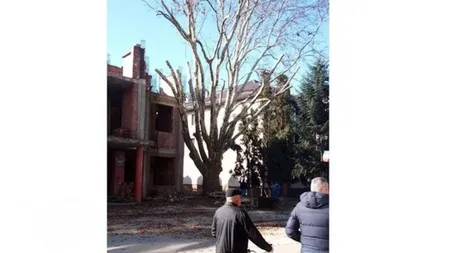 Platanul falnic din Cîmpeni, arborele anului 2019 în România, tăiat cu drujba de Primărie VIDEO