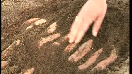 Oltenii de la Dăbuleni se reprofilează. Se apucă să cultive cartofi dulci în loc de pepeni