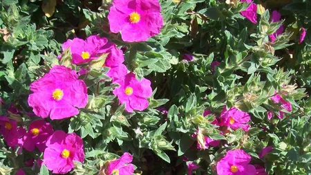 Trandafirul (Cistus) la sticlă