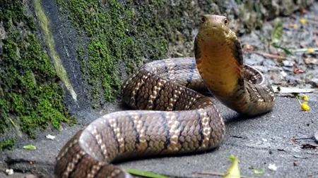 Comportament uimitor al unei cobre stresate. A dat afară varanul pe care tocmai îl înghiţise VIDEO