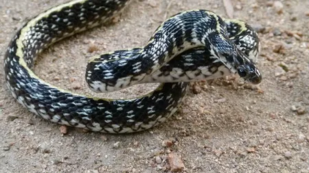 O cobra agresivă a atacat doi biciclişti. Imagini dramatice, care a fost reacţia oamenilor VIDEO