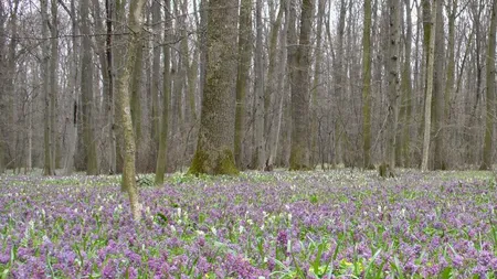 PROGNOZA METEO. Cer înnorat şi posibile ploi şi ninsori slabe. Temperaturile cresc uşor faţă de ziua precedentă