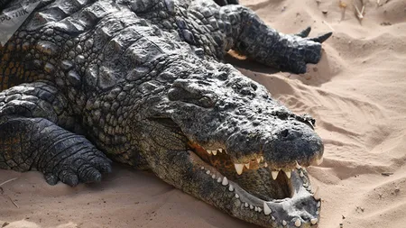 Un crocodil a devorat toţi câinii de pe o insulă australiană. Localnicii au reuşit să prindă bestia de 600 kg VIDEO