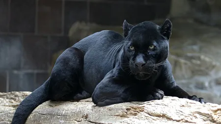 A fost muşcată de jaguar, în timp ce voia să-şi facă un selfie cu acesta. Incident şocant la Zoo VIDEO